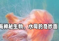 海生物：海生物水母由若干微生物组成，给人一种海洋震撼的感觉