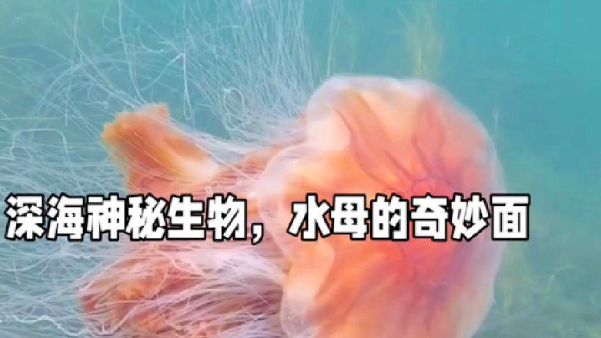 海生物：海生物水母由若干微生物组成，给人一种海洋震撼的感觉