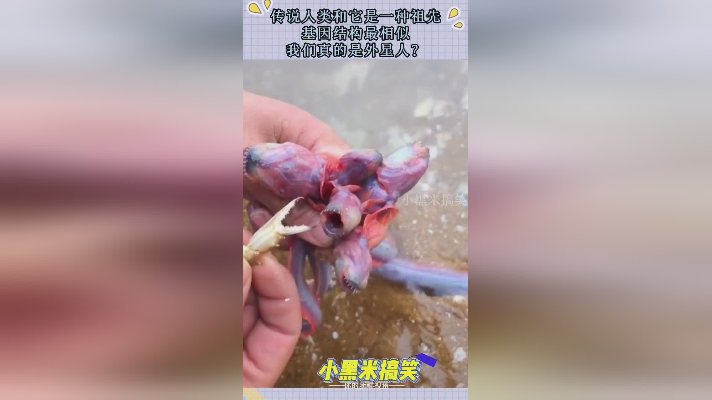 种植_我们牙齿的牙釉质分为上下牙结构，上颌骨只吸收了其中一种